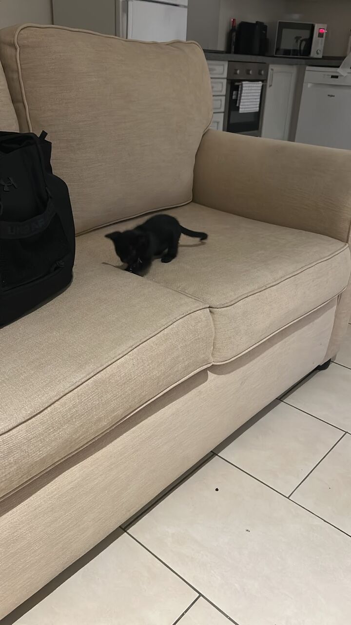 Jeddah, Pet Adoption, Habibiti And Her Kittens Require Good Homes