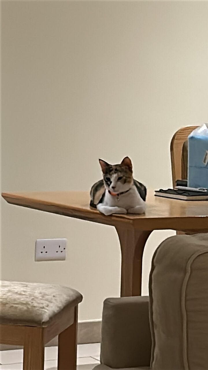 Jeddah, Pet Adoption, Habibiti And Her Kittens Require Good Homes