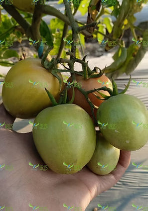 New Delhi, Farm & Garden, INR 699,  Iris Sartaaj F1 Hybrid Tomato Seeds | Iris Seeds