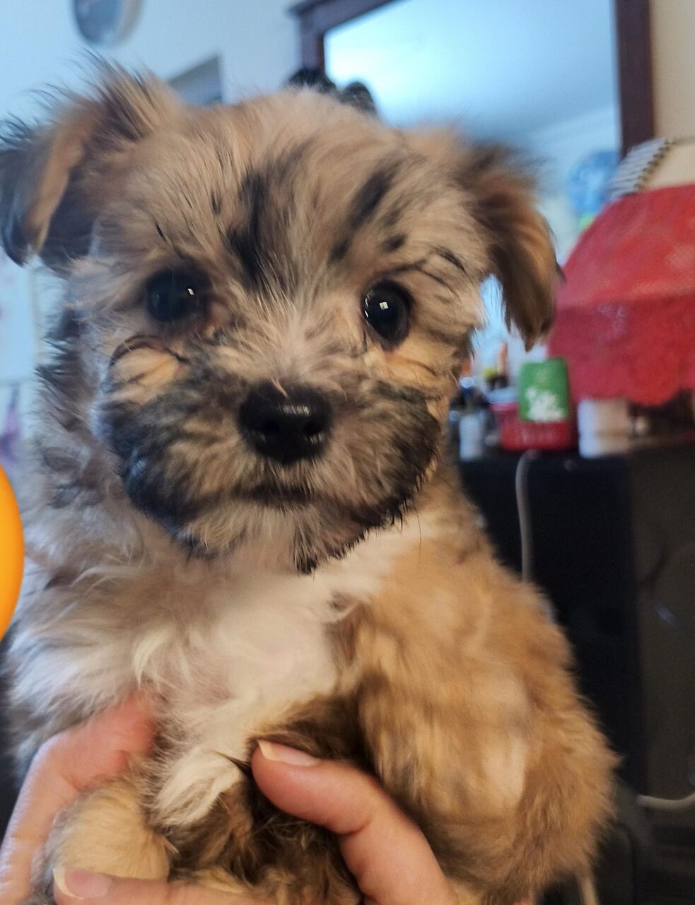 Manama, Pet Adoption, 50 Days Old Puppy - Looking For Their Furever Family
