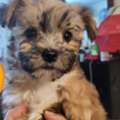 50 Days Old Puppy - Looking For Their Furever Family