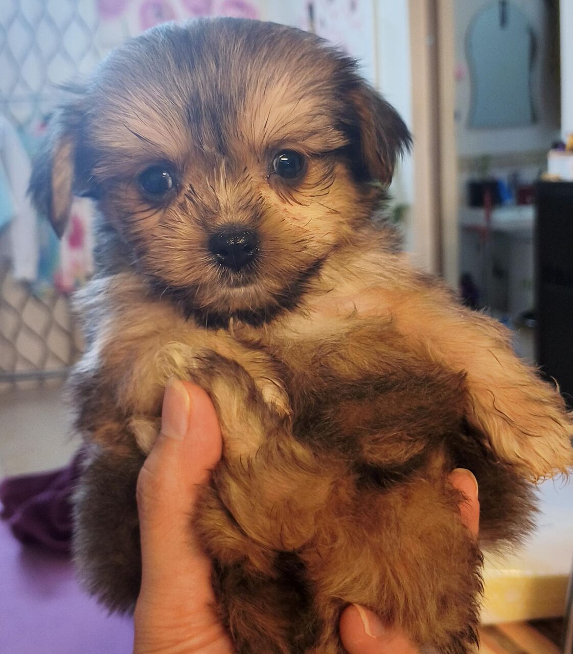 Manama, Pet Adoption, 50 Days Old Puppy - Looking For Their Furever Family