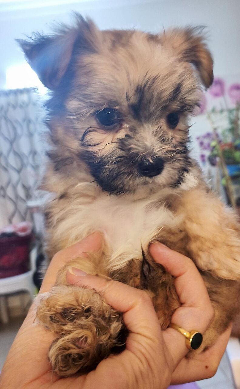 Manama, Pet Adoption, 50 Days Old Puppy - Looking For Their Furever Family