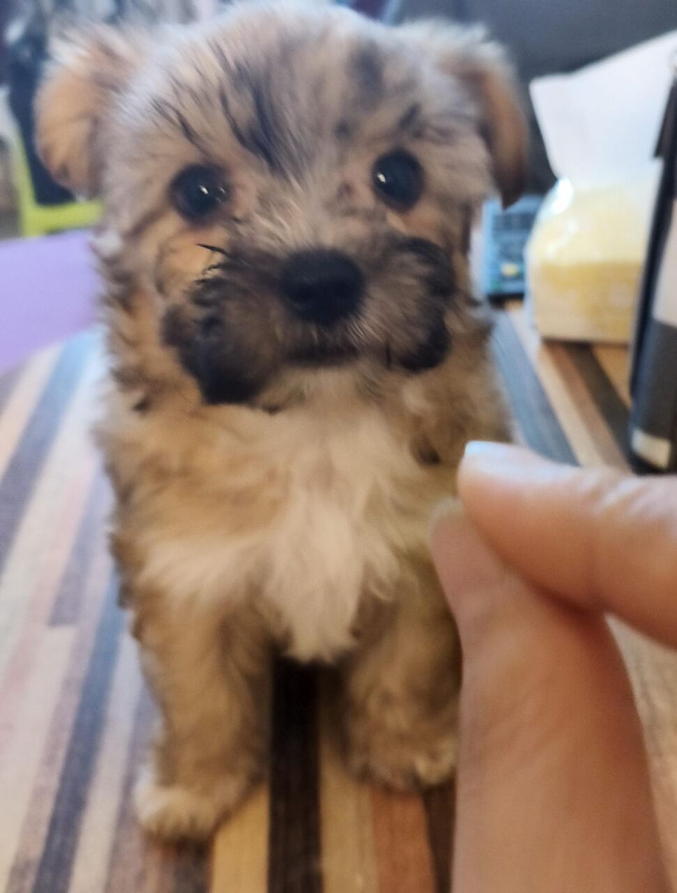 Manama, Pet Adoption, 50 Days Old Puppy - Looking For Their Furever Family