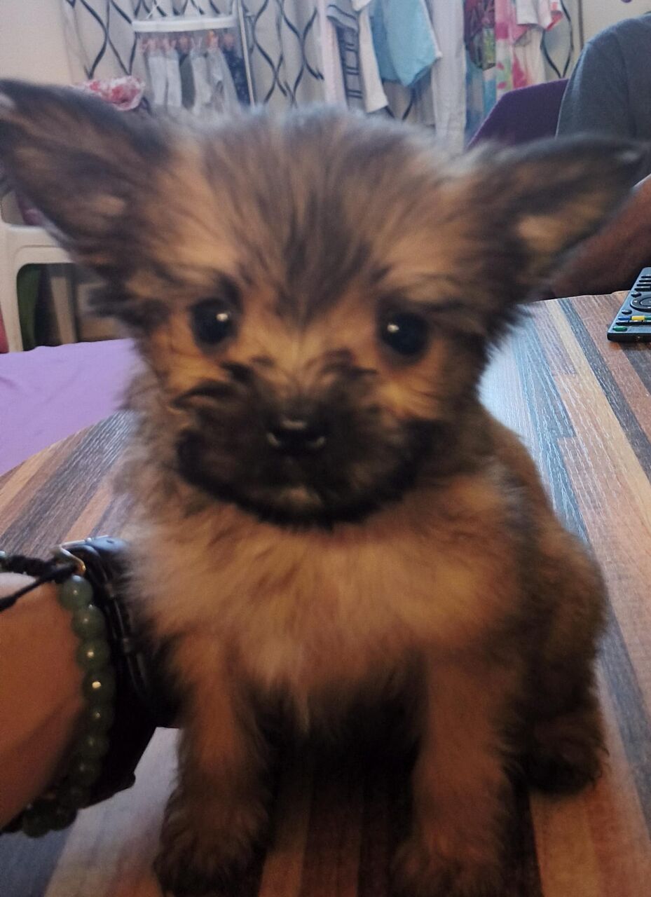 Manama, Pet Adoption, 50 Days Old Puppy - Looking For Their Furever Family
