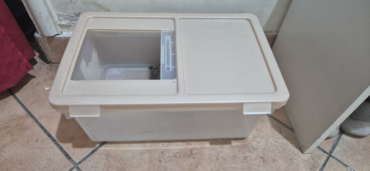 Riyadh, Pet Supplies, SAR 300,  Selling Turtle [] Tortoise 🐢 ] 2pc