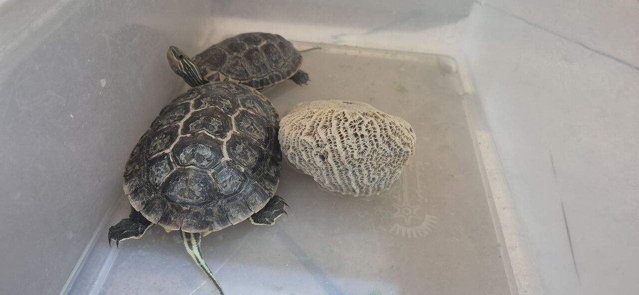 Riyadh, Pet Supplies, SAR 300,  Selling Turtle [] Tortoise 🐢 ] 2pc