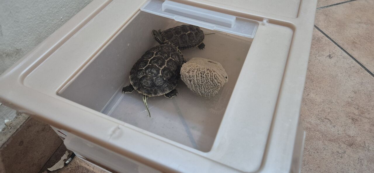 Riyadh, Pet Supplies, SAR 300,  Selling Turtle [] Tortoise 🐢 ] 2pc