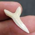 Find Great White Shark Teeth For Your Collection