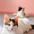 2 Cat Sisters For Adoption Shirazi