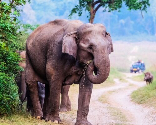 Mumbai, Travel, Luxury Villa In Jim Corbett | Corbett Mystic Inn