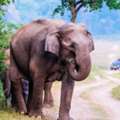 Luxury Villa In Jim Corbett | Corbett Mystic Inn