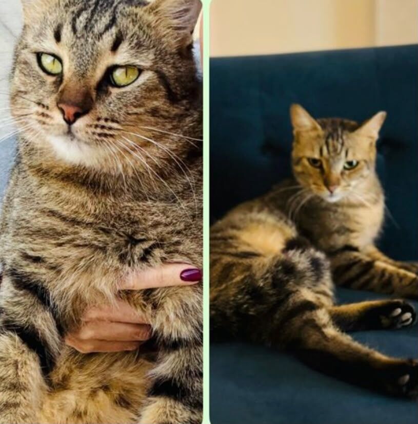 Al Malaz, Pet Adoption, Cats For Adoption &ndash; 2 Male & 1 Female | Riyadh