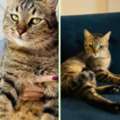 Cats For Adoption &ndash; 2 Male & 1 Female | Riyadh