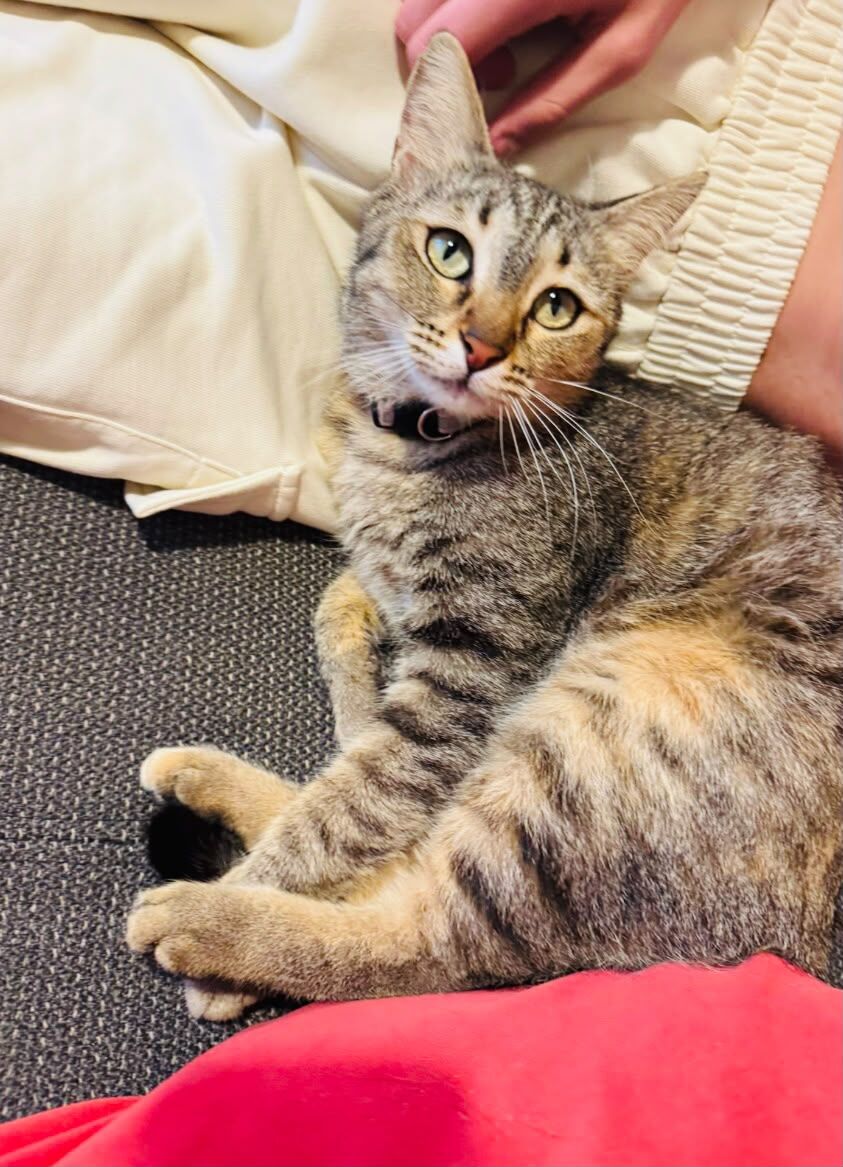 Al Malaz, Pet Adoption, Cats For Adoption &ndash; 2 Male & 1 Female | Riyadh