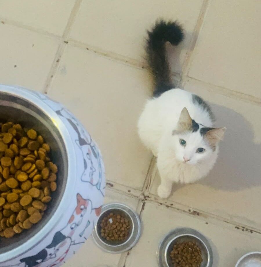 Al Malaz, Pet Adoption, Cats For Adoption &ndash; 2 Male & 1 Female | Riyadh