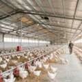 Poultry Farm Insulation | Thermal Insulation Sheet | KANPACK