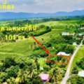 THB 300000,  6 BR,  101 Sq. Feet,  ที่ดิน ปากช่อง เขาใหญ่  101 ตร.ว. 3 แสน น.ส4จ 