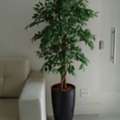 Artificial Plant Distributor In Bangalore