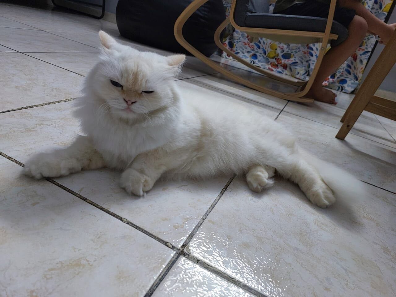 Jeddah, Pet Adoption, Free Persian Cat For Adoption