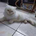 Free Persian Cat For Adoption