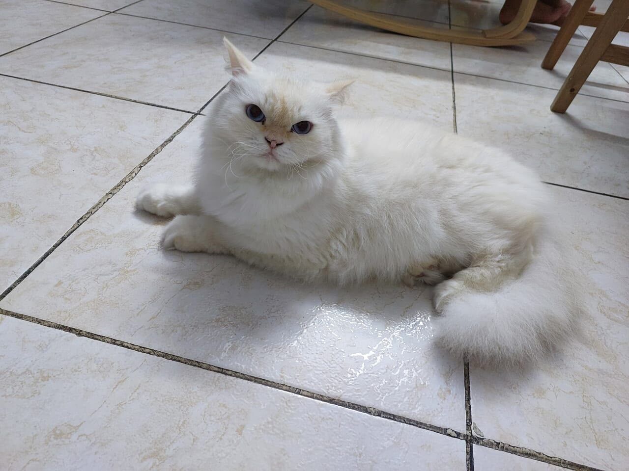 Jeddah, Pet Adoption, Free Persian Cat For Adoption