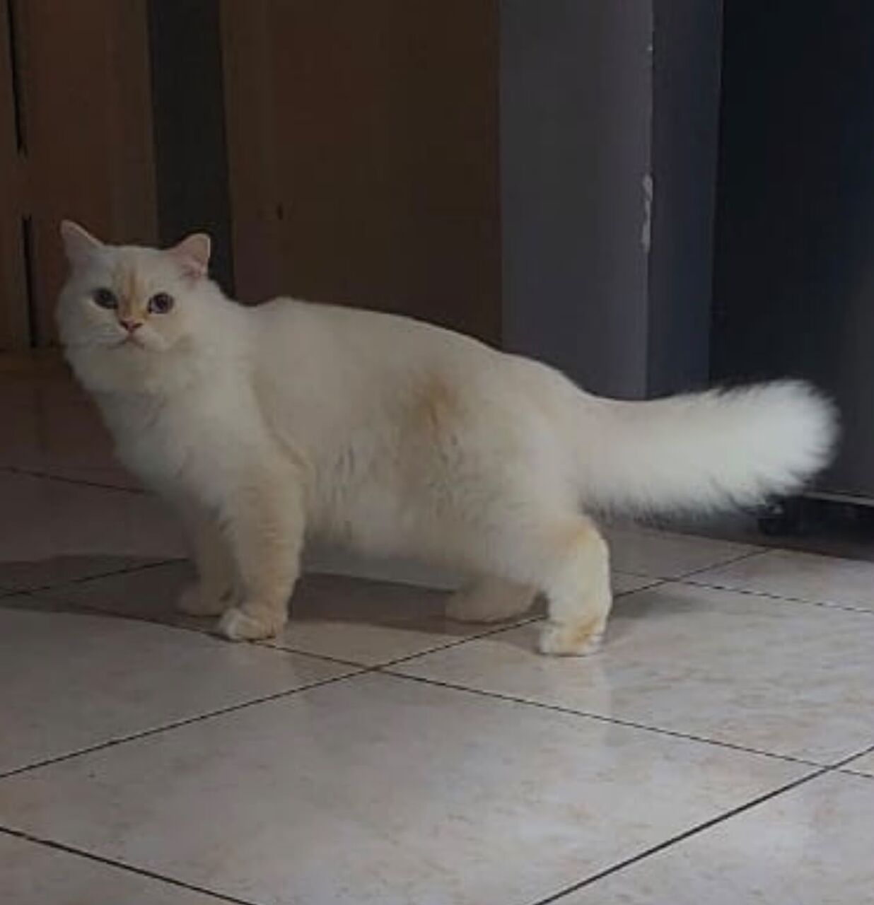 Jeddah, Pet Adoption, Free Persian Cat For Adoption