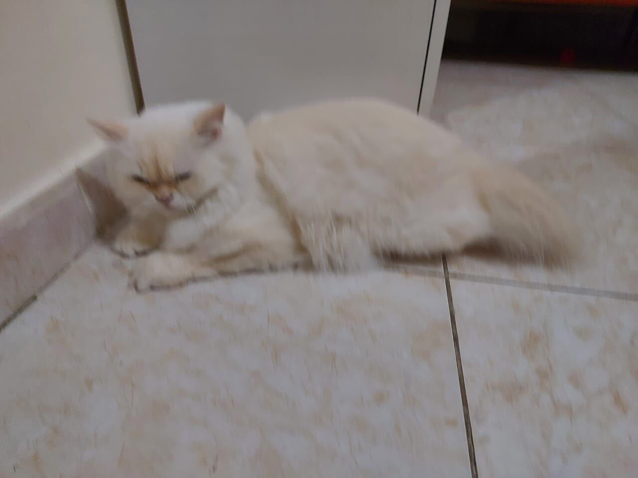 Jeddah, Pet Adoption, Free Persian Cat For Adoption