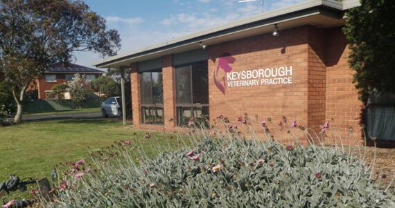 Sydney, Pet Sitting, Professional Vet In Springvale For Trusted Pet Healthcare