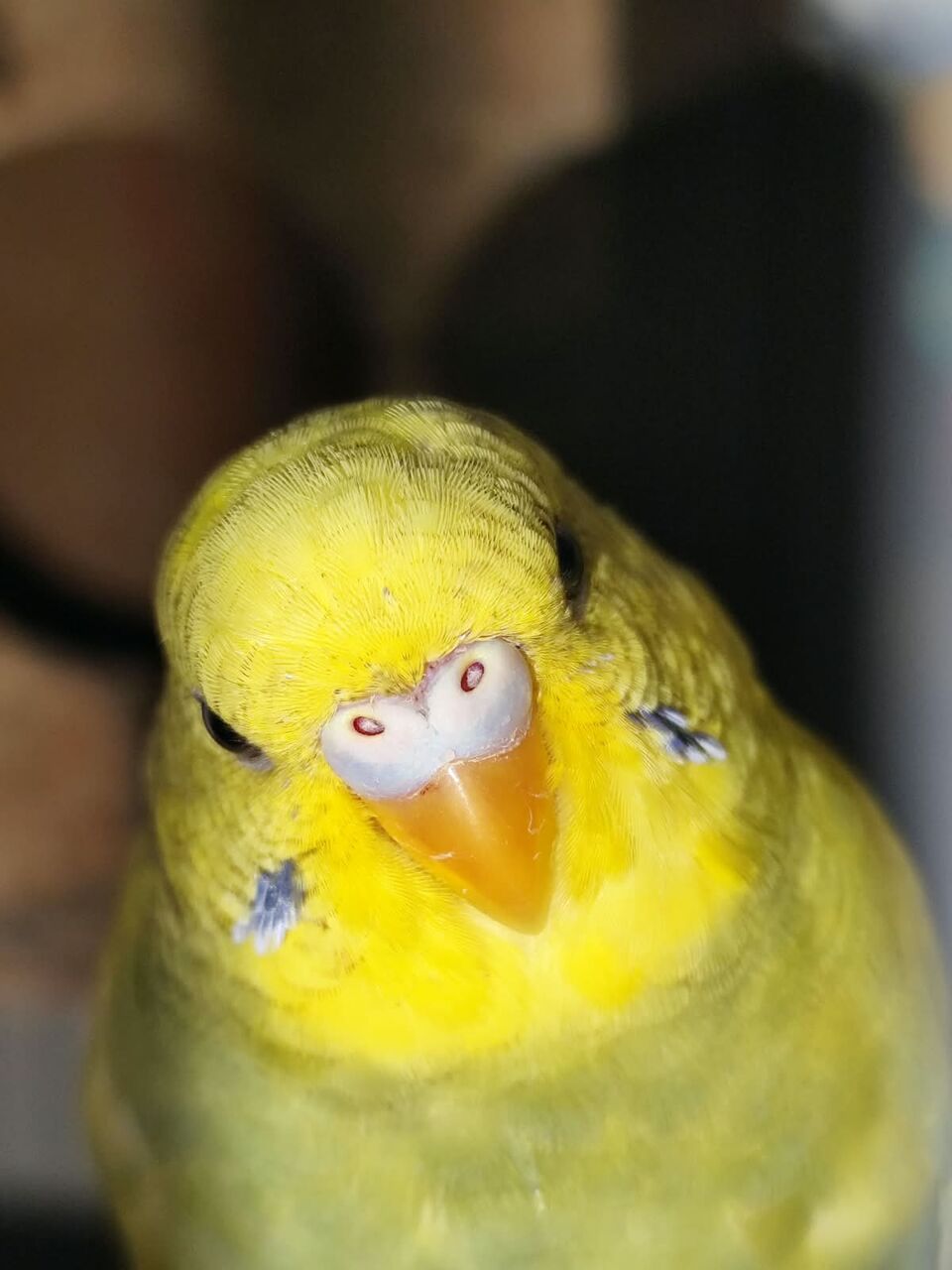 Riyadh, Pet Supplies, SAR 120,  Australian Birds Budgies For Sale