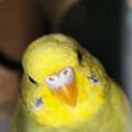 SAR 120,  Australian Birds Budgies For Sale