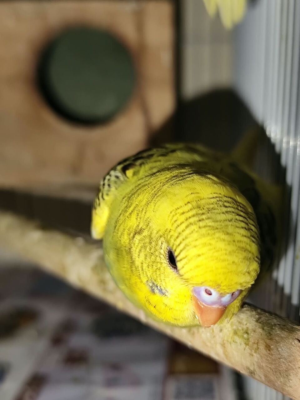 Riyadh, Pet Supplies, SAR 120,  Australian Birds Budgies For Sale