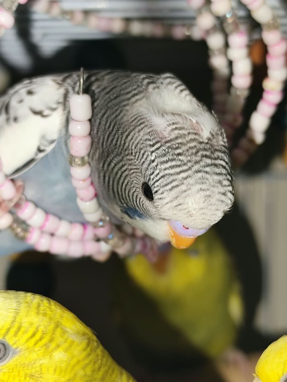 Riyadh, Pet Supplies, SAR 120,  Australian Birds Budgies For Sale
