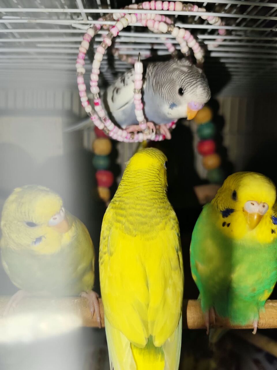 Riyadh, Pet Supplies, SAR 120,  Australian Birds Budgies For Sale