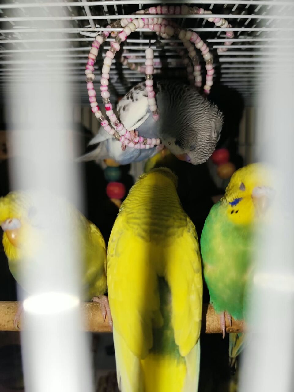 Riyadh, Pet Supplies, SAR 120,  Australian Birds Budgies For Sale