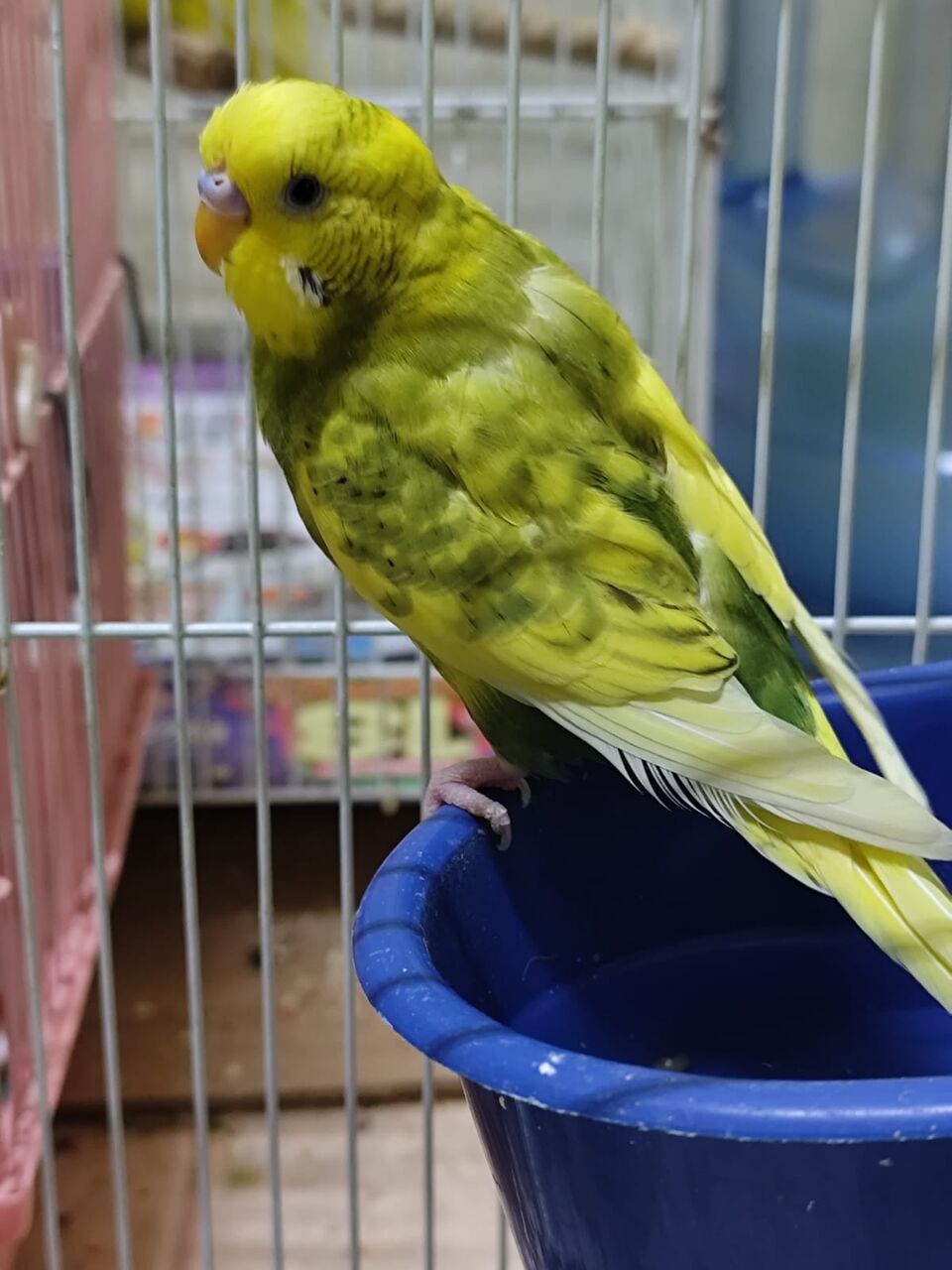 Riyadh, Pet Supplies, SAR 120,  Australian Birds Budgies For Sale