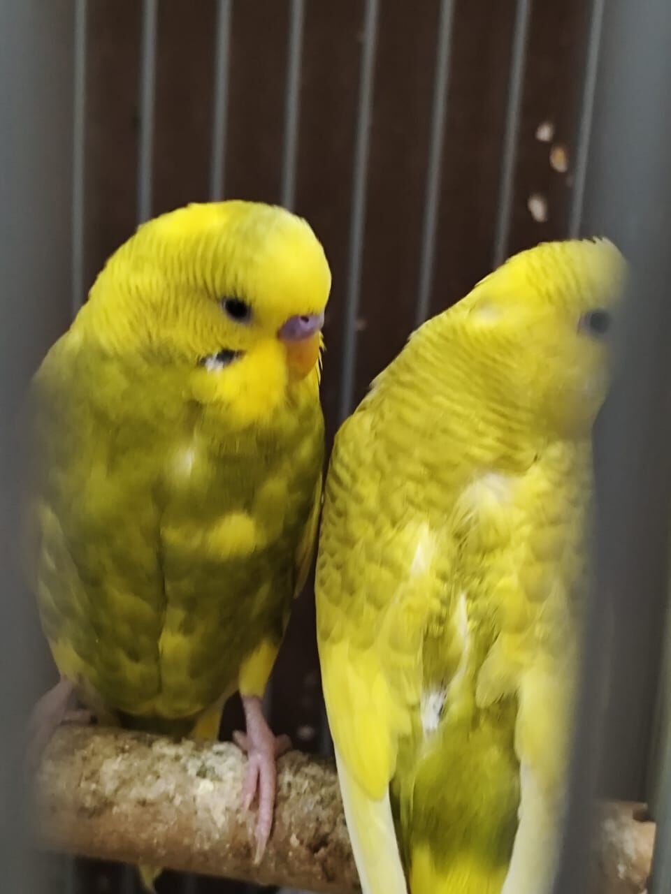 Riyadh, Pet Supplies, SAR 120,  Australian Birds Budgies For Sale