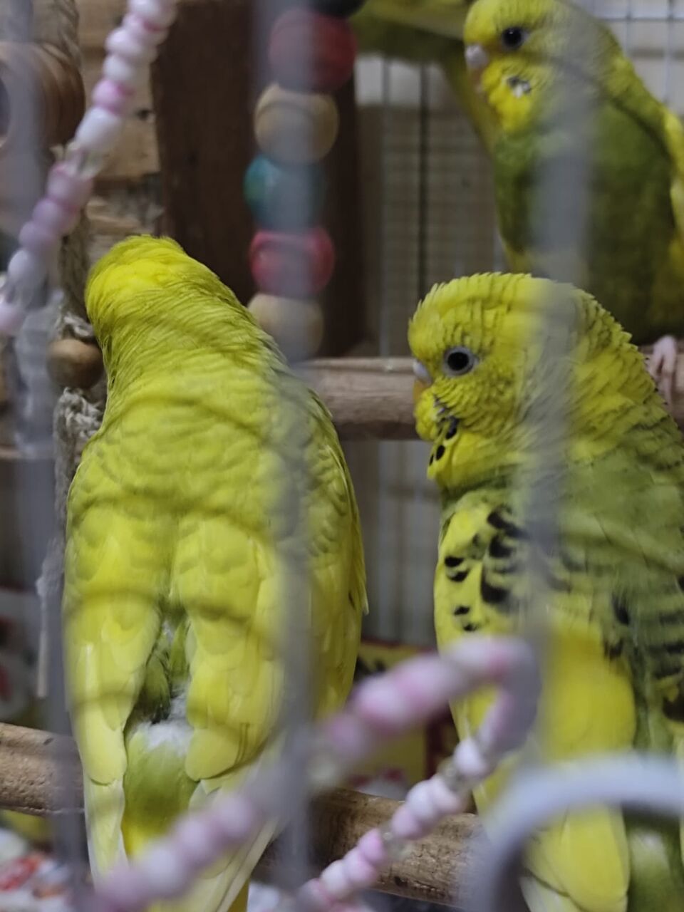 Riyadh, Pet Supplies, SAR 120,  Australian Birds Budgies For Sale