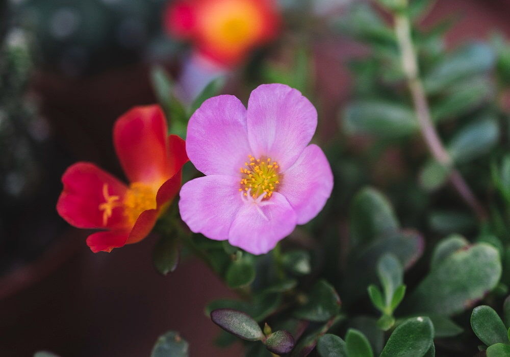 Mumbai, Farm/Garden, Evergreen Flowering Plants In India