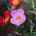 Evergreen Flowering Plants In India