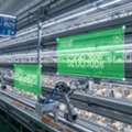 Layer Cage System For Efficient Poultry Farming | Gartech