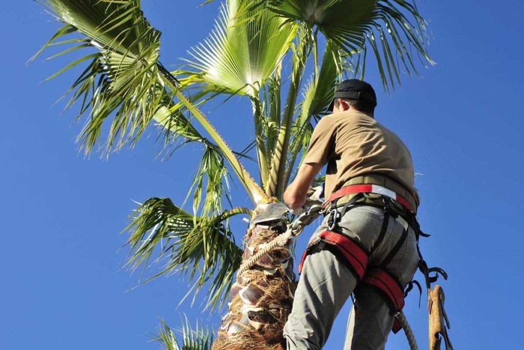 New York, Farm/Garden, Palm Tree Trimming Services
