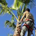 Palm Tree Trimming Services