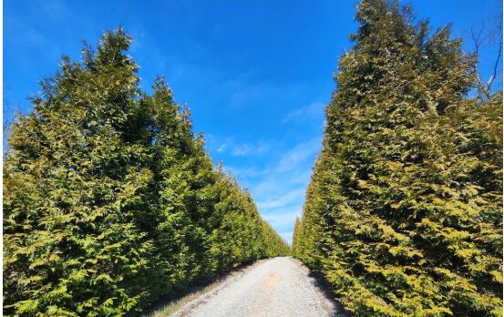 New York, Farm/Garden, Green Giant Arborvitae For Privacy For Evergreen Landscapes