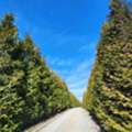 Green Giant Arborvitae For Privacy For Evergreen Landscapes