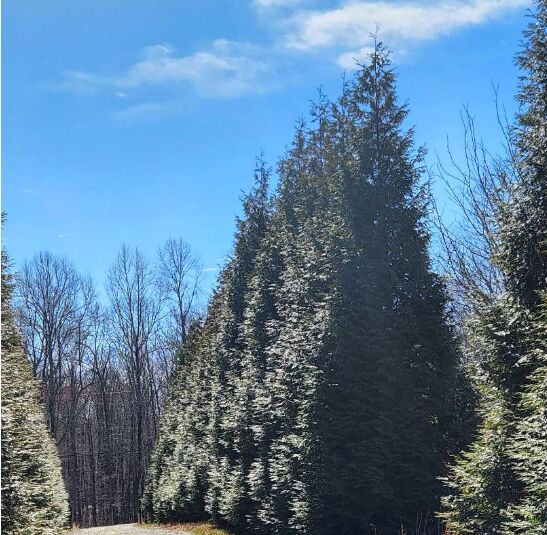 New York, Farm/Garden, Green Giant Arborvitae For Privacy For Evergreen Landscapes