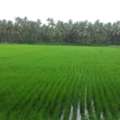 INR 10000000,  1250 Sq. Yard,  Farmhouses In Naugaon Alwar Near Open Spaces