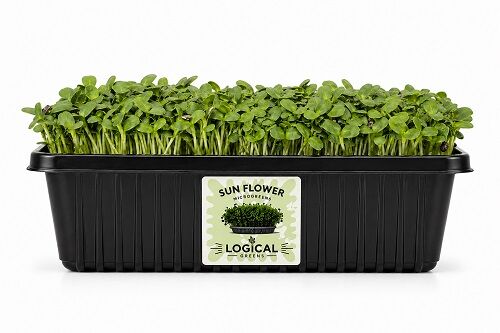 Chandigarh, Food, INR 175,  Sunflower Microgreens &ndash; Fresh, Nutritious & Easy To Grow