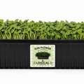 INR 175,  Sunflower Microgreens &ndash; Fresh, Nutritious & Easy To Grow
