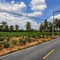 THB 20212500,  6 BR,  1470 Sq. Feet,  ขายที่ดินทำเลดี ใกล้โรงเรียนนาน